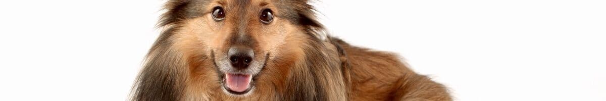 Sheltie iFokus