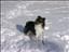 Sivs-sheltie
