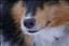 Sheltieskutt